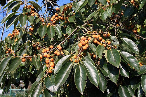 Fresh Date-plum