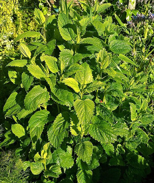 Fresh Lemon balm