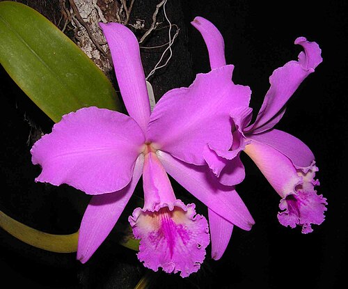 Fresh Cattleya orchid