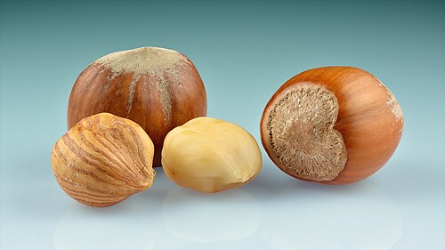 Fresh Hazelnut