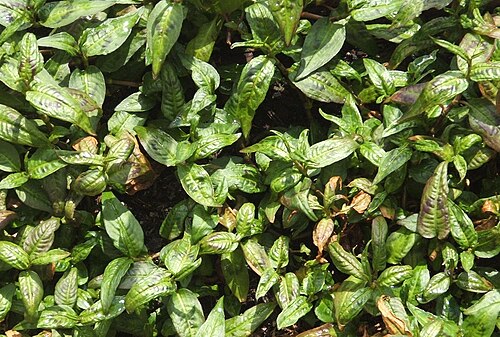 Fresh Vietnamese coriander
