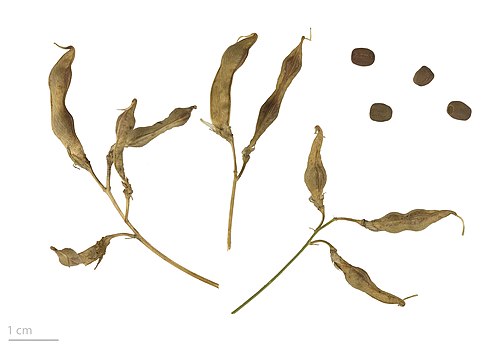 Fresh Tuberous pea (earthnut pea)