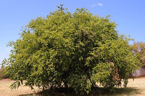 Fresh Buffalo thorn
