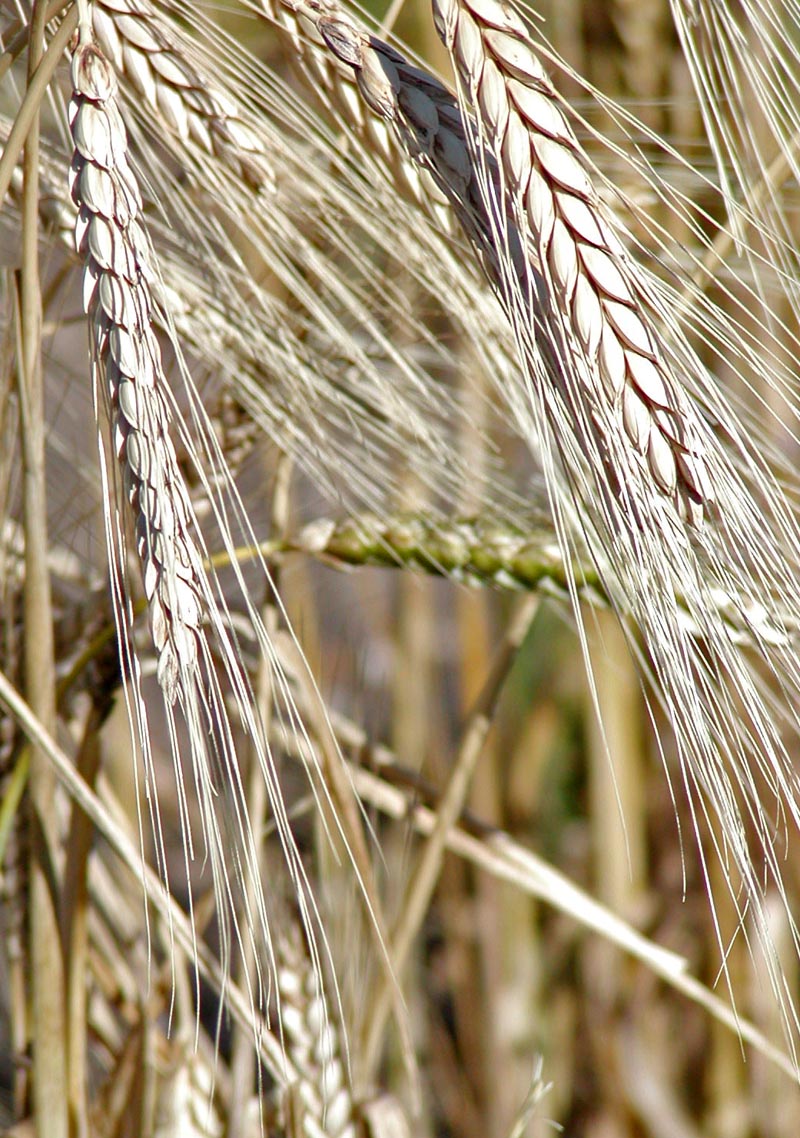 Fresh Khorasan wheat (Kamut)