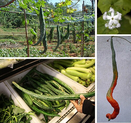 Fresh Snake gourd