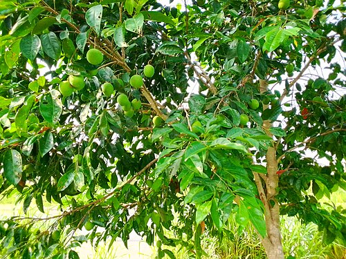 Fresh African Mango
