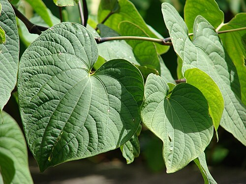 Fresh Kava