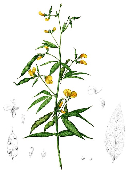 Fresh Pigeon pea