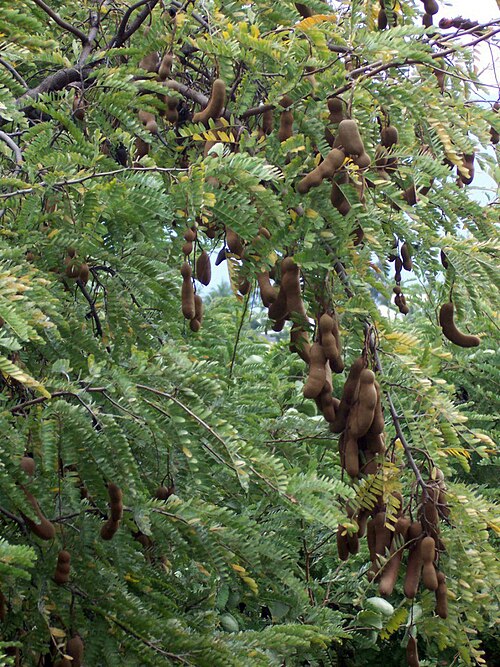 Fresh Tamarind
