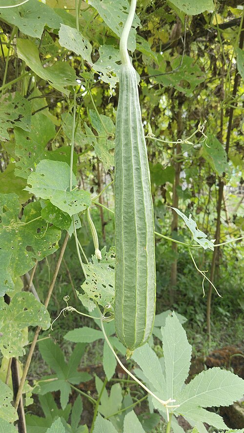 Fresh Ridge gourd (Angled luffa)