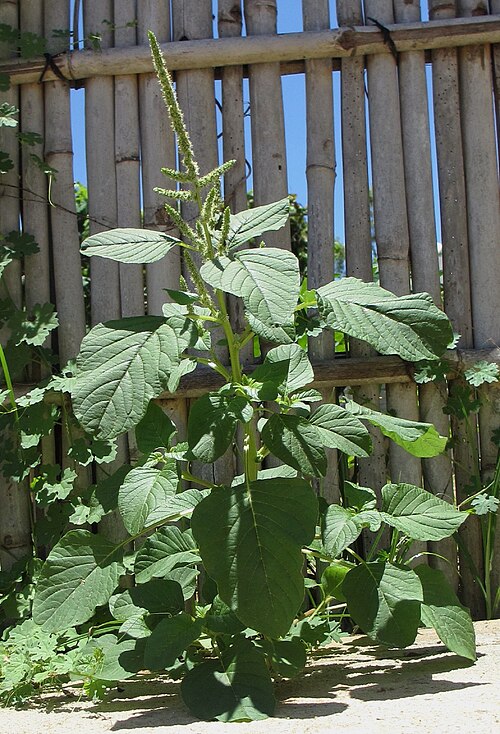 Fresh Livid amaranth