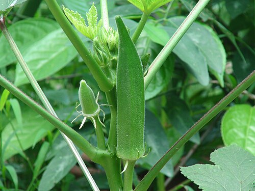Fresh Okra