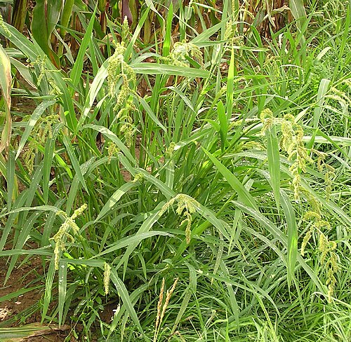 Fresh Japanese barnyard millet