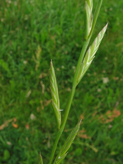 Fresh Italian ryegrass