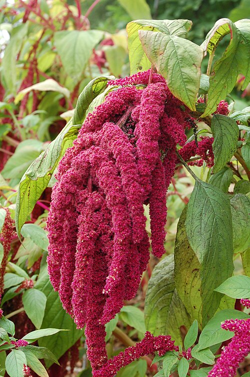 Fresh Kiwicha (Andean amaranth)