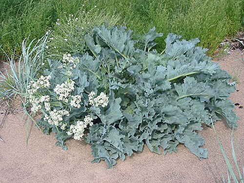 Fresh Sea kale