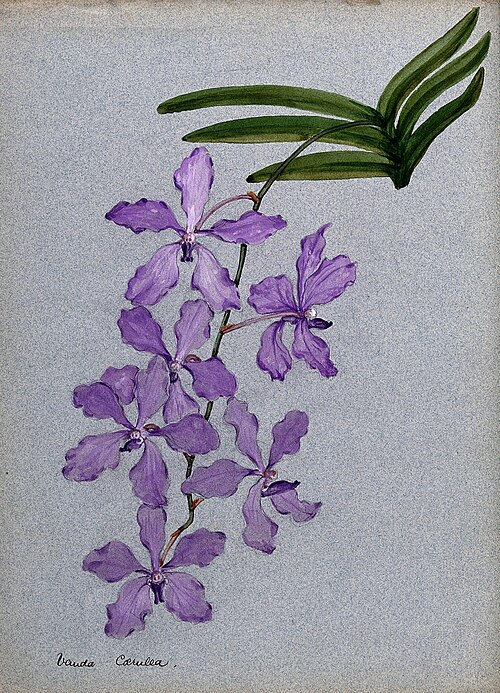Fresh Vanda orchid