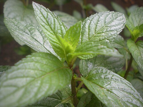 Fresh Peppermint