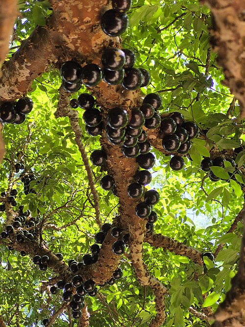 Fresh Jaboticaba