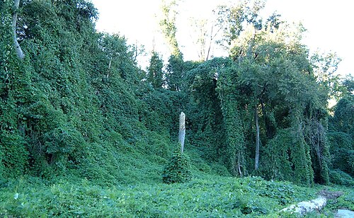 Fresh Kudzu