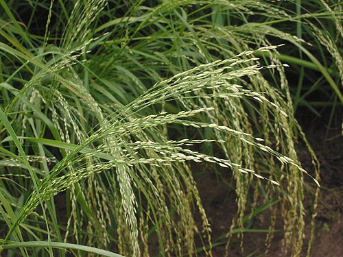 Fresh Teff