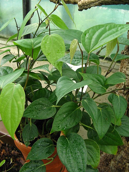 Fresh Cubeb pepper