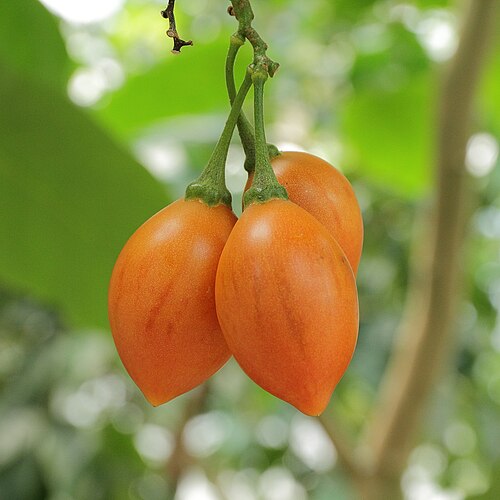 Fresh Tamarillo