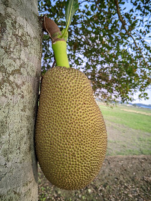 Fresh Jackfruit