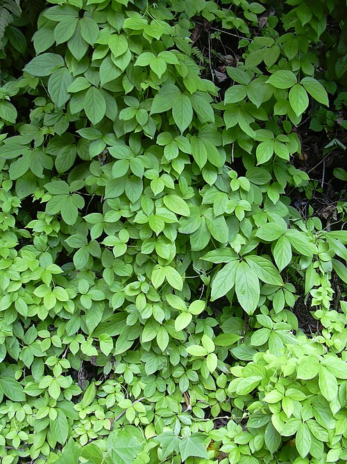 Fresh Fiveleaf yam