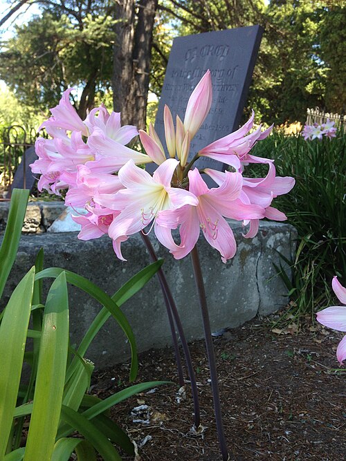 Fresh Amaryllis