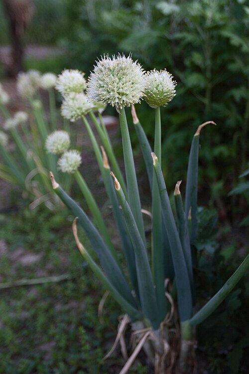 Fresh Welsh onion