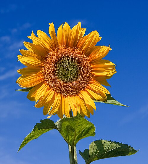 Fresh Ornamental sunflower