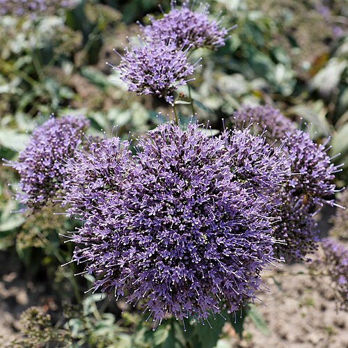 Fresh Blue throatwort