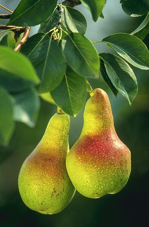 Fresh European pear