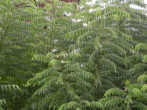 Fresh Curry leaf