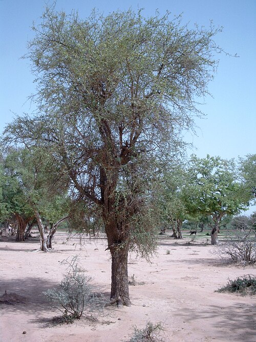 Fresh Desert date