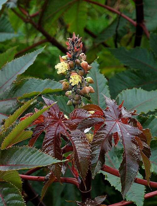 Fresh Castor Bean