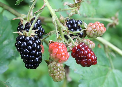 Fresh Blackberry