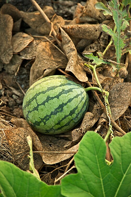 Fresh Watermelon