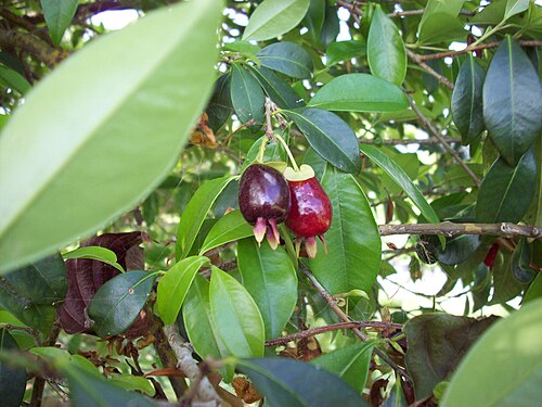 Fresh Cherry of the Rio Grande