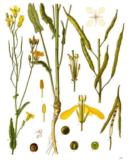Fresh Rapeseed (Canola)