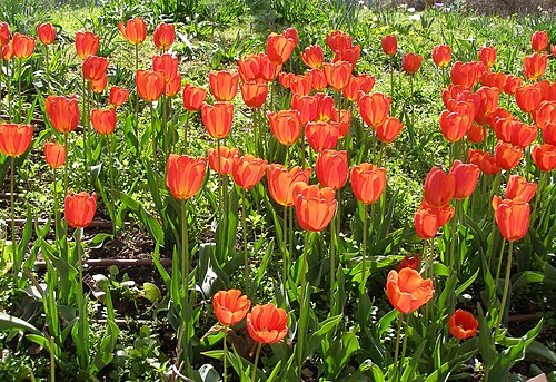 Fresh Tulip