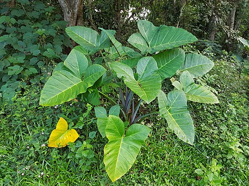 Fresh Tannia / Yautia