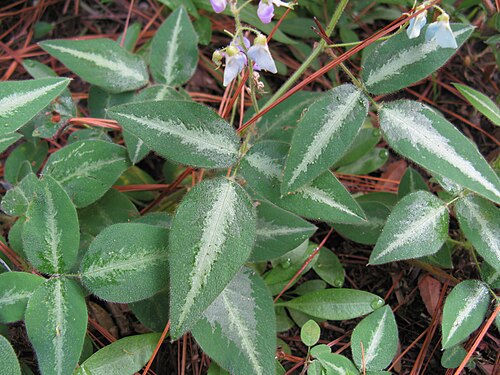 Fresh Silverleaf desmodium
