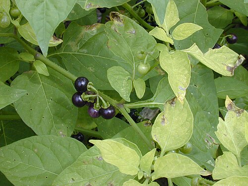 Fresh Black nightshade