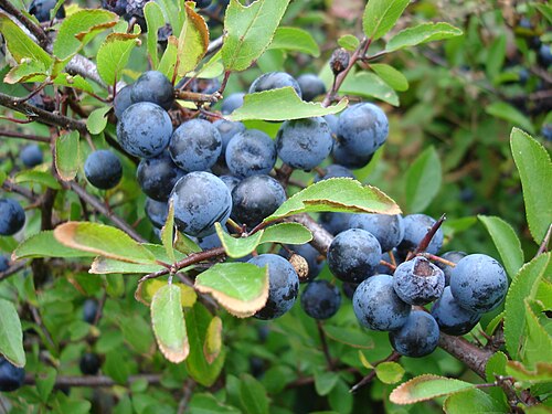 Fresh Blackthorn (sloe)