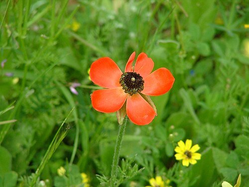 Fresh Persian buttercup
