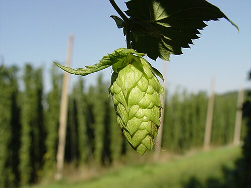 Fresh Hops