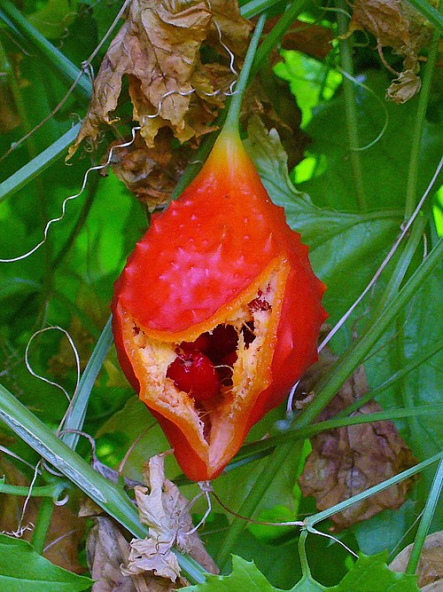 Fresh Balsam pear