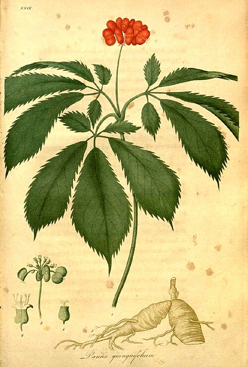 Fresh American Ginseng